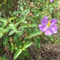 Osbeckia aspera Blume